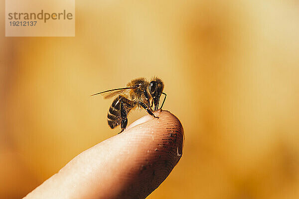 Honigbiene am Finger des Mannes