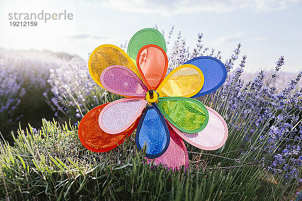 Lebhaftes Windradspielzeug im Lavendelfeld an einem sonnigen Tag