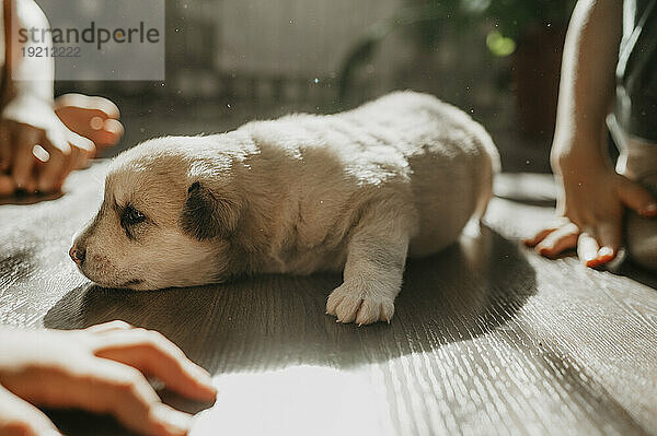 Cute mixed breed puppy lying on floor at home