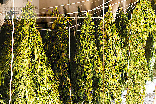 Cannabispflanzen hängen und trocknen im Zimmer
