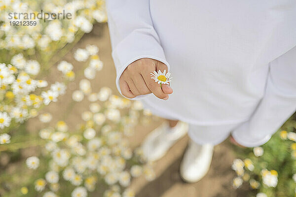 Hand eines Mädchens  das an einem sonnigen Tag eine Gänseblümchenblume hält