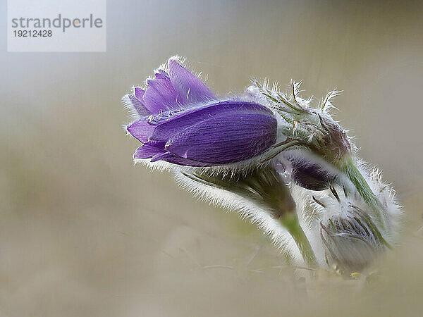 Kopf der blühenden Küchenschelle (Pulsatilla vulgaris)