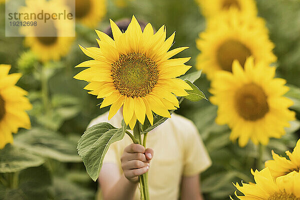 Junge versteckt Gesicht mit Sonnenblume im Feld