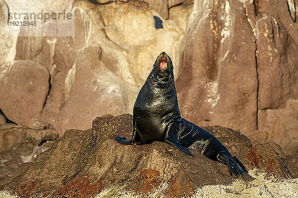 Mexiko  Baja California  Kalifornischer Seelöwe (Zalophus californianus) an felsiger Küste