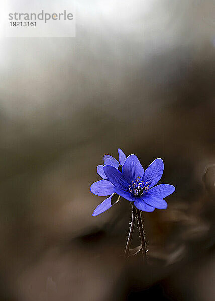 Köpfe blühender Leberblümchen (Anemone hepatica)