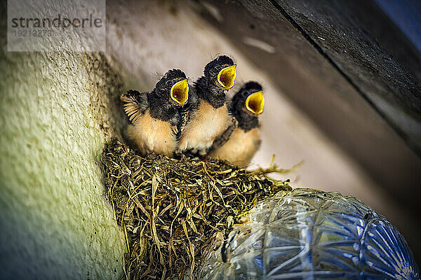Three young swallows in birds nest