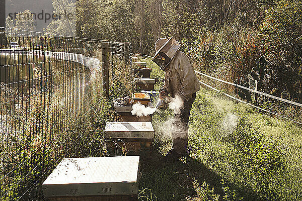 Imker trägt Schutzanzug und benutzt Bienenraucher in der Nähe des Bienenstocks im Bienenhaus