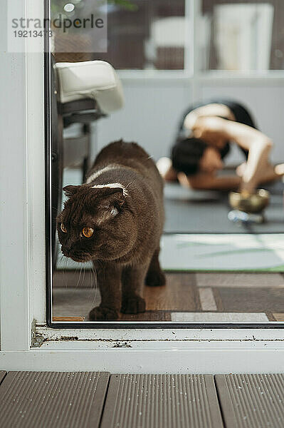 Katze in der Nähe einer Glastür  im Hintergrund Frau beim Yoga