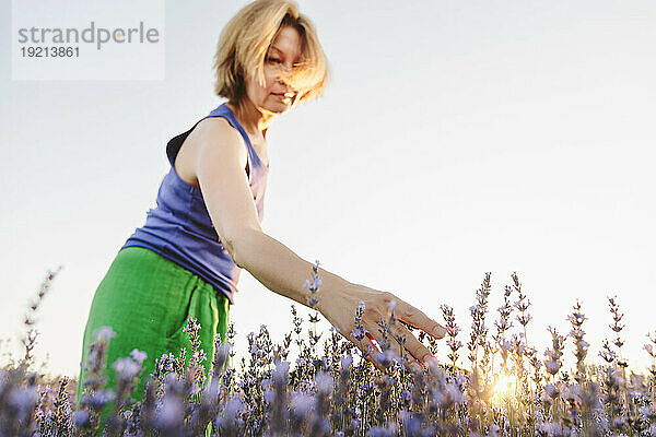 Frau berührt Lavendelpflanze im Feld