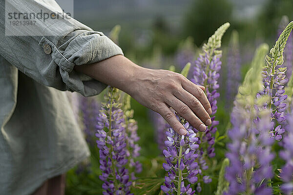 Hand einer Frau berührt Lupinenblüte im Feld