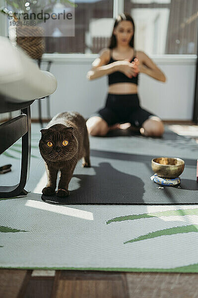 Katze mit Frau  die zu Hause im Hintergrund Yoga praktiziert