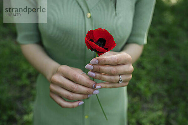 Hände einer Frau mit roter Mohnblume