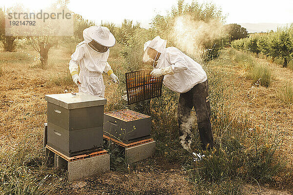 Beekeepers wearing protective gloves and beekeeping in field