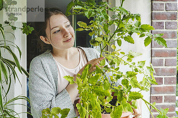 Teenagermädchen untersucht Tomatenpflanze auf Balkon