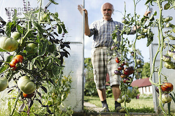 Älterer Mann baut Tomaten im Gewächshaus an