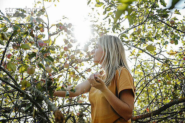 Blonde Frau steht an einem sonnigen Tag neben einem Apfelbaum im Obstgarten