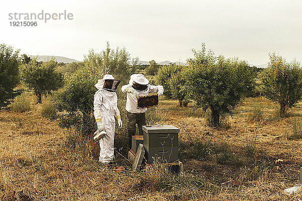 Beekeepers practicing beekeeping in field