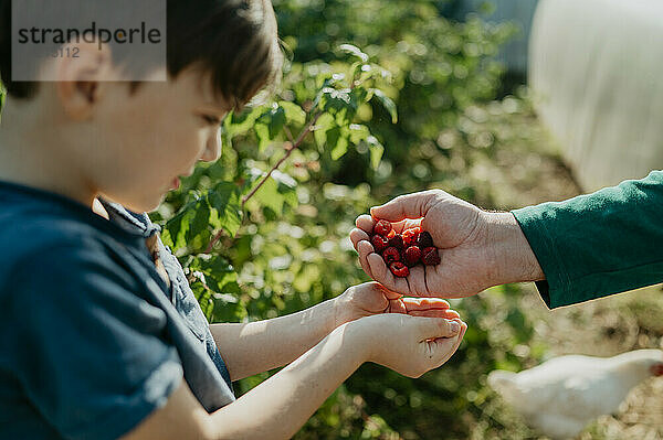 Hand des Vaters  der seinem Sohn im Hinterhof Himbeeren schenkt