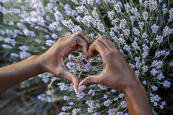 Hands of woman showing heart sign near lavender flowers