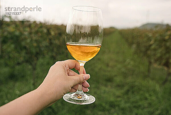 Hand einer Frau  die ein Glas Wein im Weinberg hält