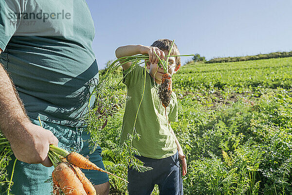 Junge mit Karotte steht an sonnigem Tag neben Vater im Gemüsegarten