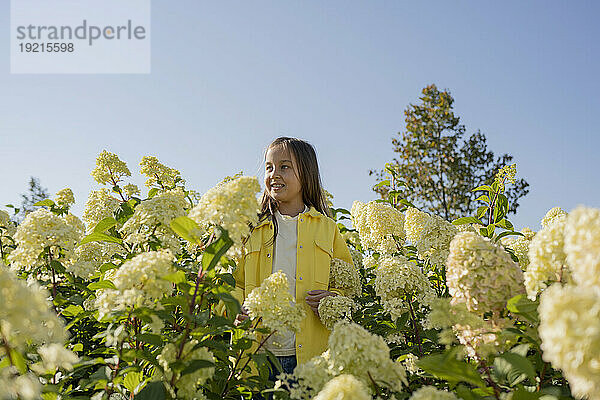 Lächelndes Mädchen  das an einem sonnigen Tag inmitten von Hortensienblüten steht