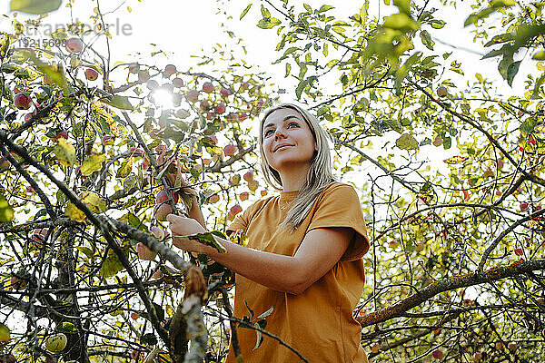 Glückliche blonde Frau steht am Apfelbaum im Obstgarten