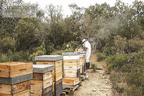 Imker arbeitet in der Nähe von hölzernen Bienenstöcken im Bienenhaus