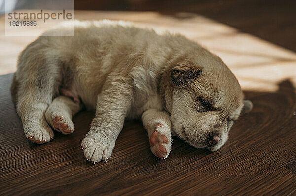 Cute mixed breed puppy sleeping on floor at home