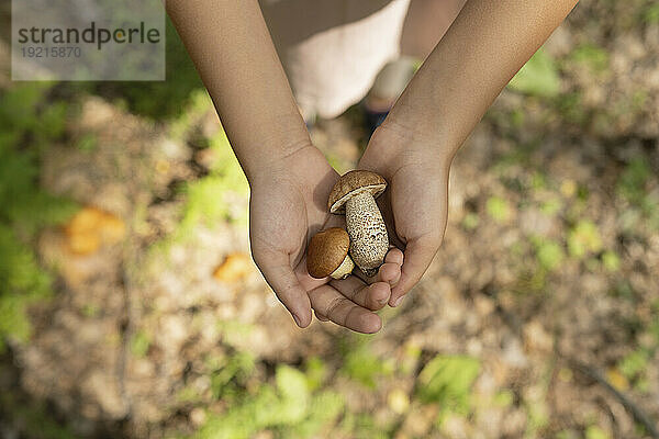 Hände eines Mädchens  das Pilze im Wald sammelt