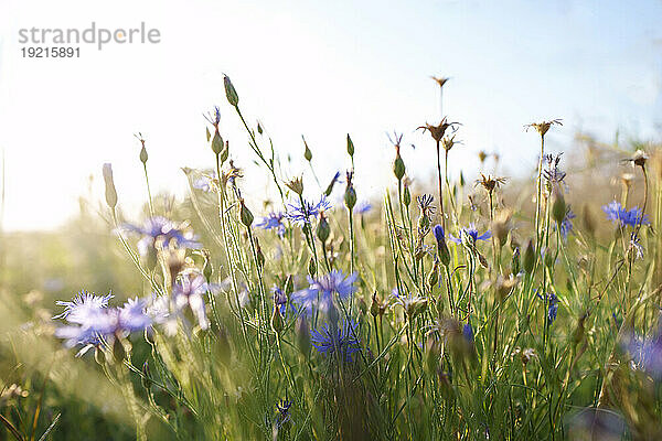 Cornflowers with grass in field at sunset