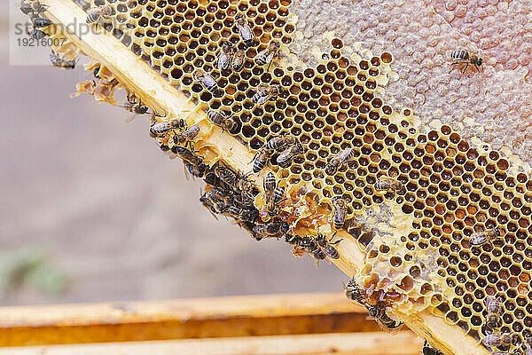 Honigbienen mit Bienenwachs auf Waben