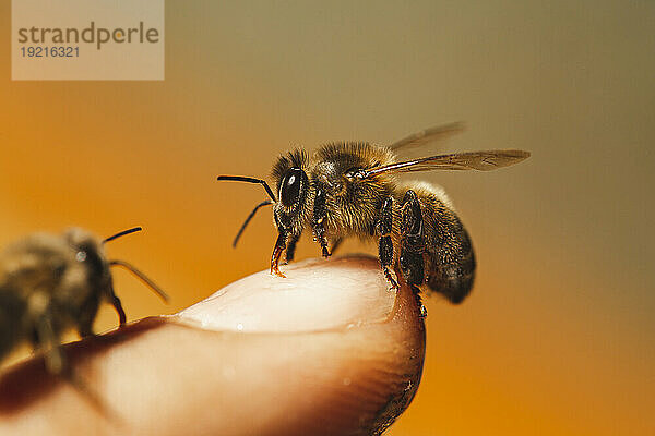 Honey bees on man's finger