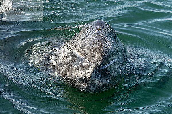 Mexiko  Baja California  Kopf eines Grauwals (Eschrichtius robustus)  der in der Lagune von San Ignacio durchbricht