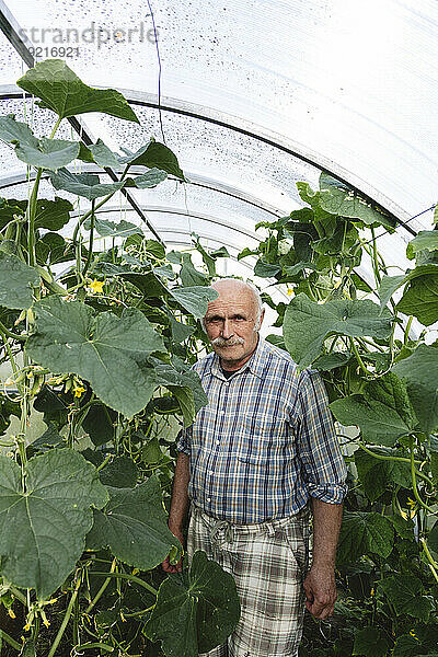 Älterer Mann steht inmitten von Gurkenpflanzen im Gewächshaus