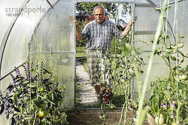 Älterer Mann steht an der Tür des Gewächshauses im Garten