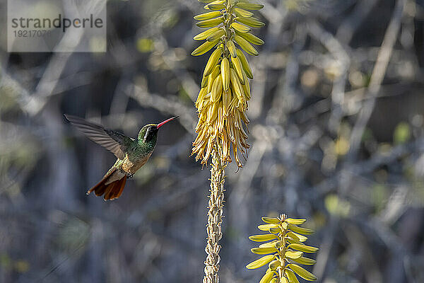 Mexiko  Baja California  Xantus-Kolibri (Basilinna xantusii) fliegt auf die Pflanze zu