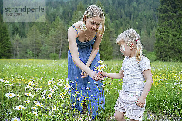 Mutter und Tochter sammeln Gänseblümchen von der Wiese