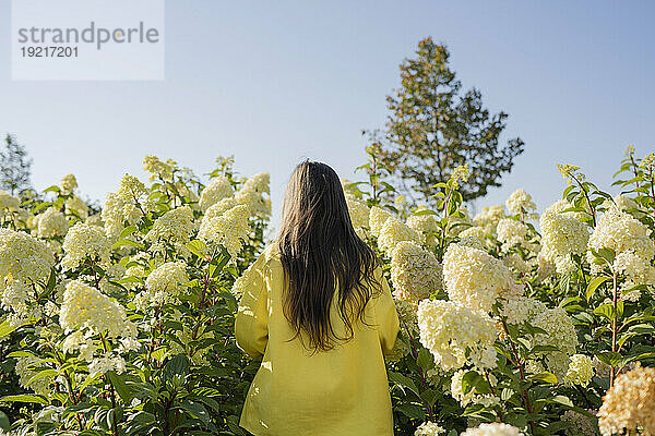 Mädchen steht an einem sonnigen Tag inmitten von Hortensienblüten