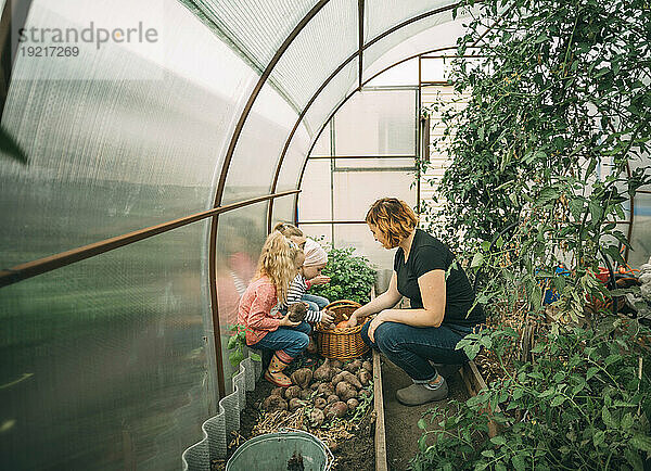 Mutter bringt Töchtern bei  Tomaten im Gewächshaus zu ernten