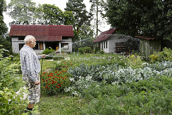 Älterer Mann gießt Pflanzen mit Schlauch im Garten