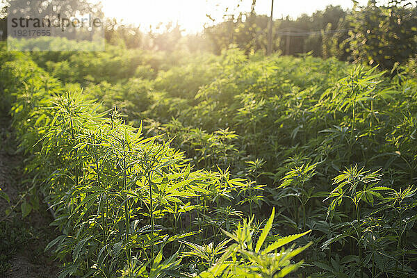 Cannabis sativa wächst auf dem Feld