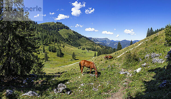 Österreich  Salzburger Land  Pferde grasen auf der Alm