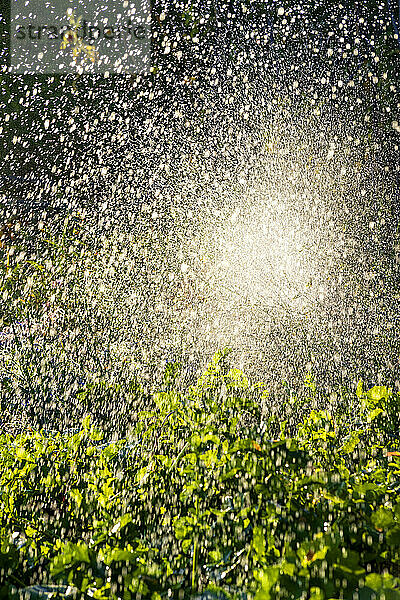 Water splashing on green bush
