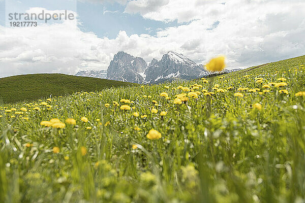 Malerischer Blick auf Blumen auf der Wiese unter bewölktem Himmel