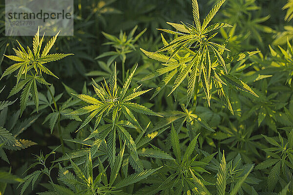 Cannabispflanzen wachsen auf dem Feld