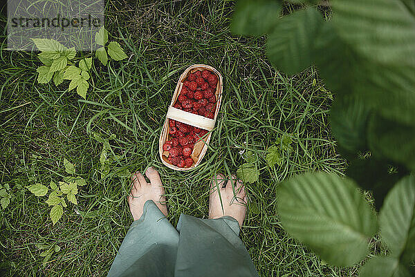 Woman standing next to box of raspberries in garden