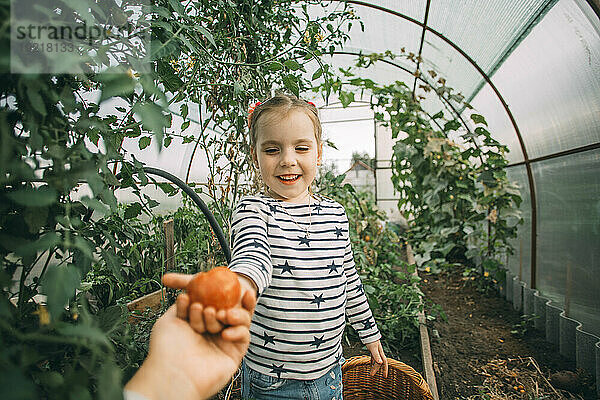 Lächelnde Tochter gibt Mutter im Gewächshaus Tomaten