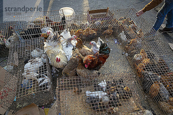 Jordanien. Amman  verschiedene Vögel zum Verkauf auf der Straße