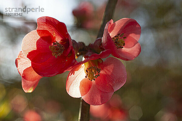 Quince flowers close-up.